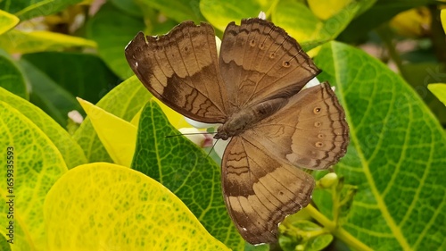 green leaves and Chocolate Pansy butterfly, scientifically known as Junonia iphita