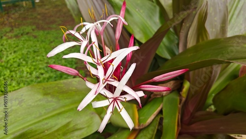 fruits and flowers of tropical plant, Crinum asiaticum, also known as the giant crinum lily, poison bulb, or spider lily. 
