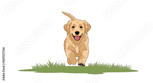 Joyful Golden Retriever Puppy Running on Green Grass with a White Background in Broad Daylight Close Up