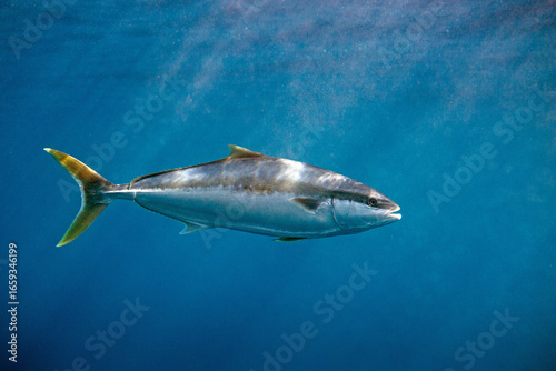 Yellowtail kingfish (seriola lalandi) swimming below the surface in blue deep clear ocean water. 