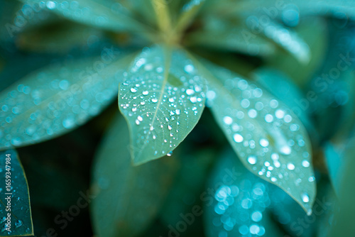 Leaves covered in water droplets