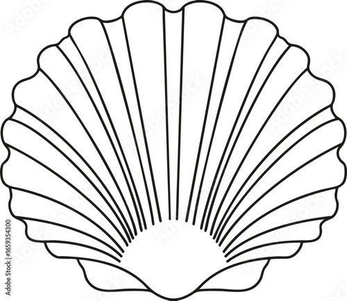 vector illustration of a scallops