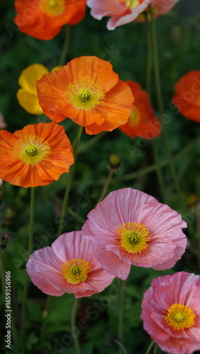 colorful  flowers in garden