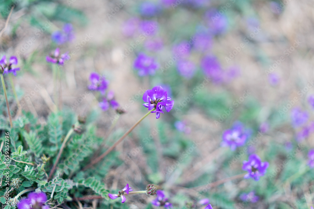Obraz premium lavender flowers in the field