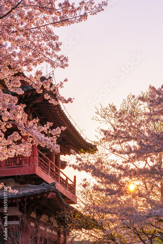 Temples, ancient buildings and cherry blossoms in Xi'an, China in the spring evening