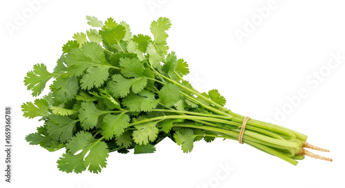 Billede på lærred Isolated fresh cilantro