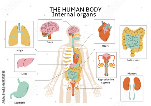 Anatomy scheme. Body human. Medical infographic of organs. Structure internal organs of male person. System graphics map. Chart of men. Lungs and intestines. Medicine science. Vector education diagram