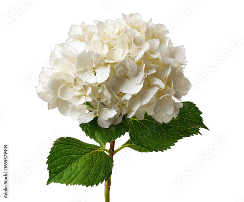Close-up of a white hydrangea
