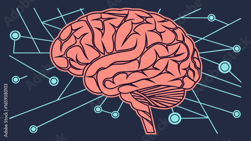 human brain anatomy