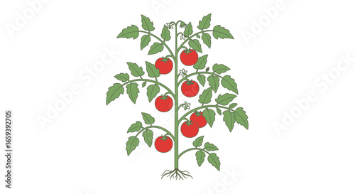 Stylized Tomato Plant Illustration for Gardeners and Agricultural Concepts Depicting Fresh Produce and Home Cultivation in a Simple Graphic Style
