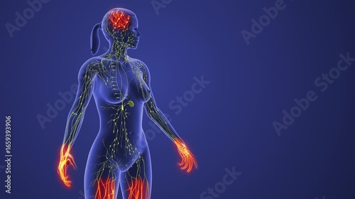 Medical Concept of Lymph Transport System in Female