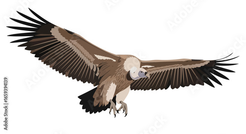 Majestic griffon vulture soars gracefully against a pristine white background, demonstrating power