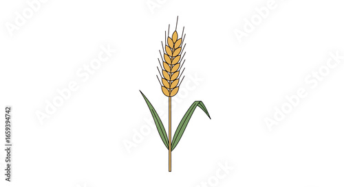 Golden wheat stalk illustration symbolizing harvest season and agricultural abundance displayed against a clean background showcasing simplicity in