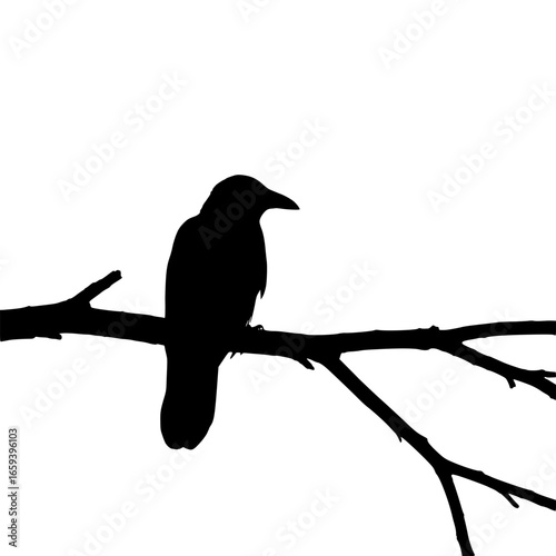Silhouette of a crow perched on a branch against a white background