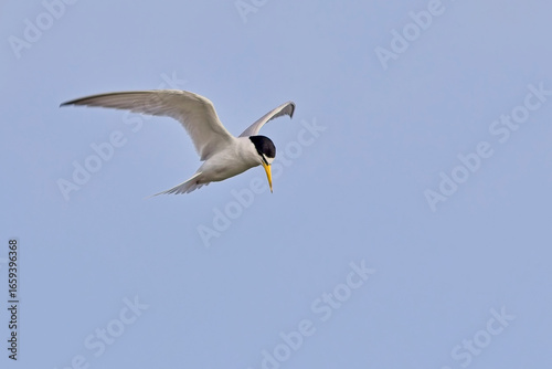 Least Tern (Sternula antillarum) adult in flight, close, Antigua and Barbuda, West Indies.
