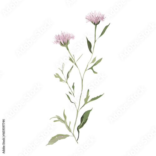 Knapweed flowers illustration watercolor vector