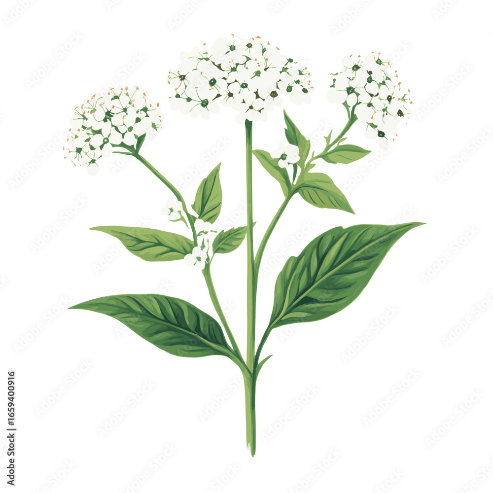 Naklejka premium Ground elder flowers illustration leaves vector
