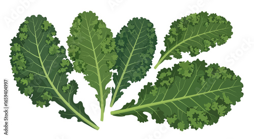 Vibrant kale assortment showcases leafy green vitality with a clean white backdrop promoting healthful eating choices and culinary inspiration