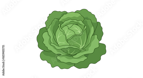 Isolated green cabbage head illustration with detailed leaf texture against white background providing freshness and natural appeal ideal for