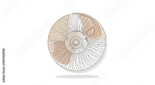 Detailed illustration of a fossilized ammonite spiral with intricate internal structures, showing prehistoric marine life and geological history in