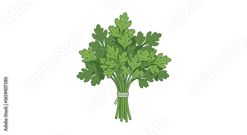 Vibrant parsley bunch illustration showcasing fresh green herbs, perfect for culinary and healthy eating designs,isolated vector illustration