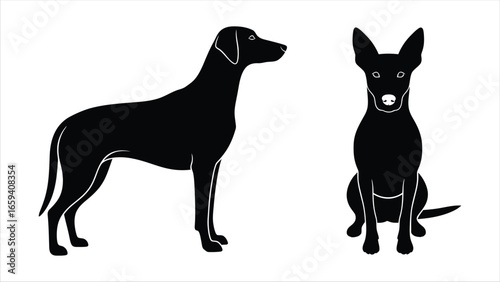 Elegant Silhouette A Study of Two Graceful Dog Breeds in Contrasting Poses