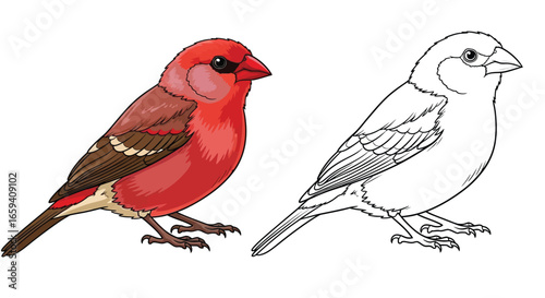 Red Billed Firefinch African Bird Coloring Page with Outline Drawing and Colorful Reference Art