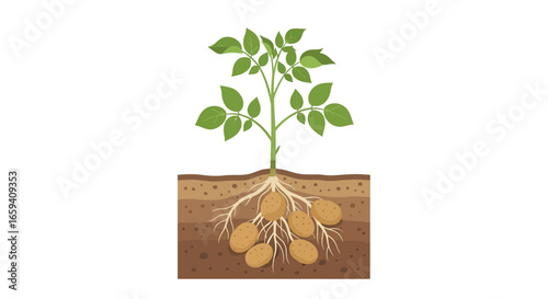 Detailed botanical illustration depicting potato plant growth underground with visible root system and development of fresh potatoes in the soil