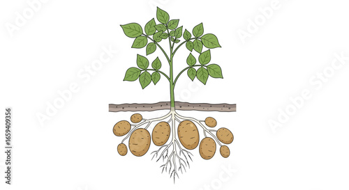 Visual representation of a potato plant illustrating its life cycle and underground tuber development process in agriculture science