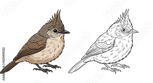 Speckled Mousebird African Bird Coloring Page with Outline and Full Color Versions