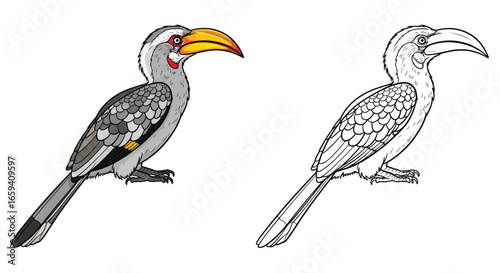 Spectacular Yellow Billed Hornbill Coloring Page with Line Art and a Full Color Reference