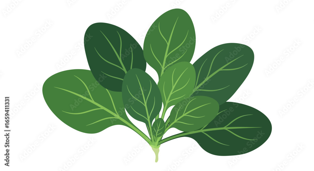 Obraz premium Illustration of Fresh Spinach Leaves, Rich in Nutrients, Perfect for Salad Preparation and Healthy Meal Components, Isolated Against a Pristine