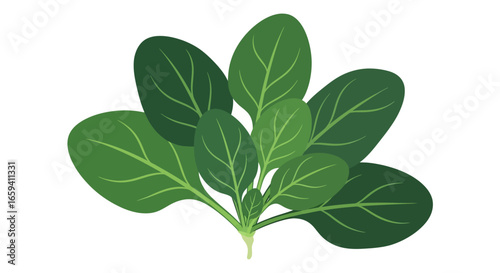 Illustration of Fresh Spinach Leaves, Rich in Nutrients, Perfect for Salad Preparation and Healthy Meal Components, Isolated Against a Pristine