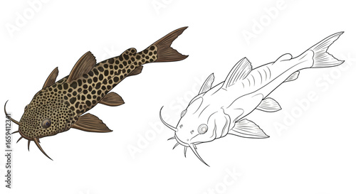 Synodontis Catfish Coloring Page with Full Color and Outline Detailed African Fish Art