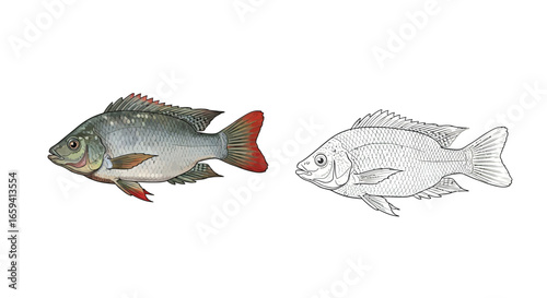 Tilapia Zillii Coloring Sheet with Color and Outline Variants Detailed Aquatic Art