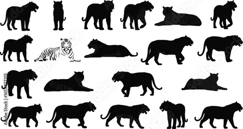 Set of 20 tiger silhouettes in varied poses for wildlife, sports mascot, and design projects