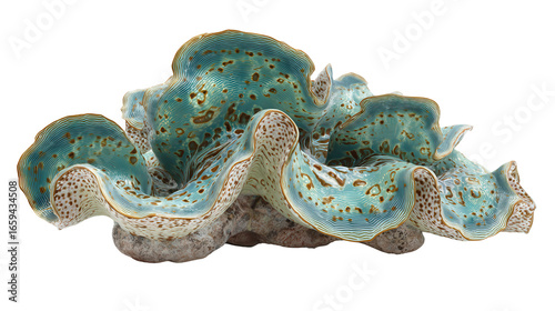 Giant Clams on the Reef: Giant clams resting on the coral reef, isolated on a Transparent background, PNG file.