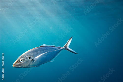 Close-up portrait of a single silver trevally fish swimming below sun rays in deep blue clear ocean water.