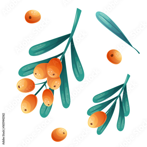 A set of berries and sea buckthorn twigs on a white background. Isolated vector illustration for the design of postcards, clothing, textiles, banners and posters.