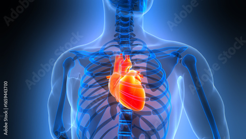 Human Circulatory System Heart Anatomy