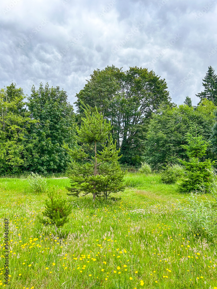 Fototapeta premium Cloudy Day in a Park