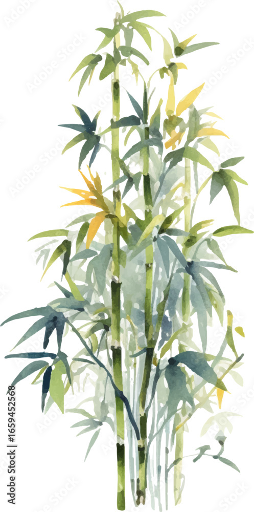 Obraz premium Vector watercolor painted bamboo. Hand drawn flower design elements isolated on white background.