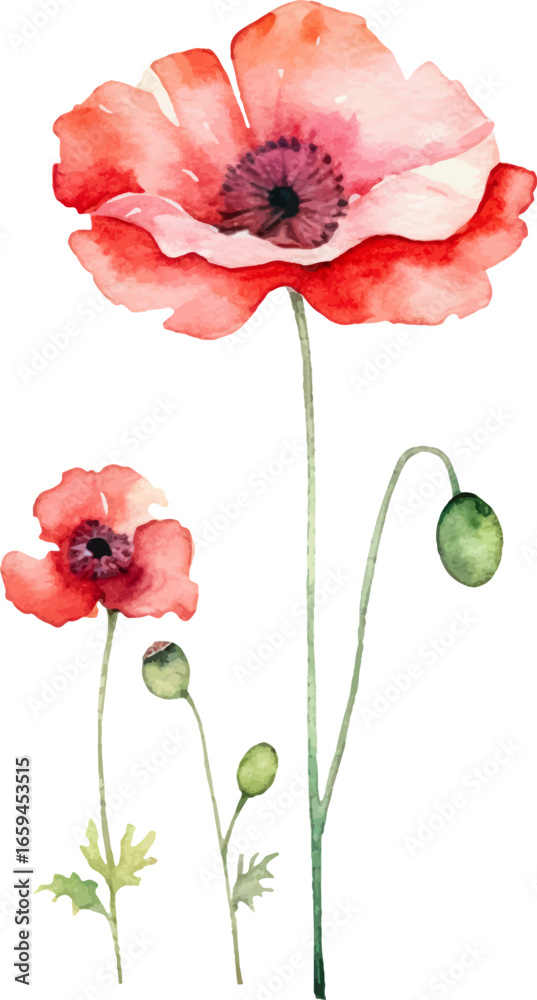Naklejka premium Vector watercolor painted poppy flower. Hand drawn design element isolated on white background.