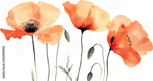 Delicate watercolor painting of vibrant orange poppies with delicate stems and buds on a white background