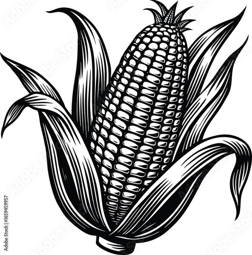 Vintage corn cob illustration in a detailed woodcut style. Black and white maize vector graphic isolated on a white background for farm and harvest themes.