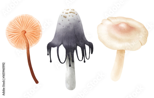 Mushroom illustration watercolor style collection