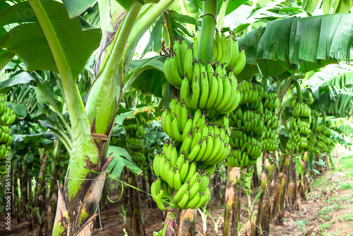 Green raw banana branch on young banana palm trees against banana plantation. Banana production in tropical garden or rural farm.