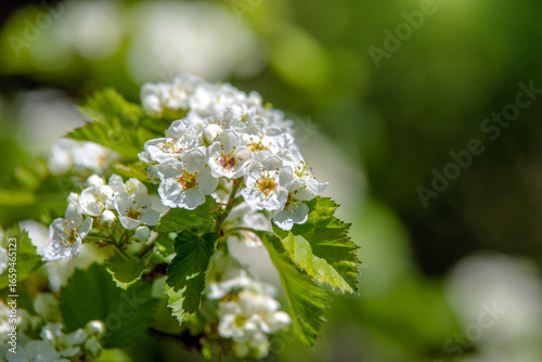 Fotografie White hawthorn flowers on a green natural background