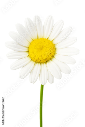 Daisy Isolated on Transparent Background, isolated on a transparent background. Perfect for digital design, romantic themes, floral decoration, and stock photography use.