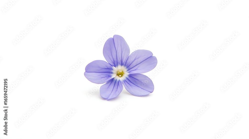 Fototapeta premium Single small purple flower isolated on a white background.